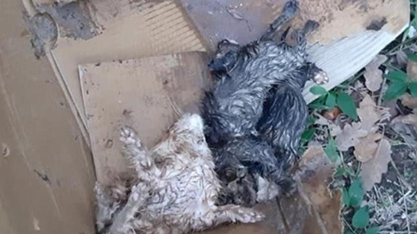 I gattini morti nella scatola abbandonata nel bosco di Varramista