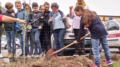 Gli studenti piantano tre olivi e un acero