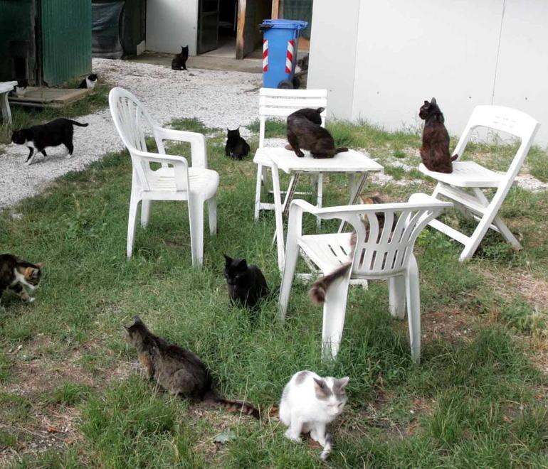 Eredità destinata anche a cani e gatti abbandonati 