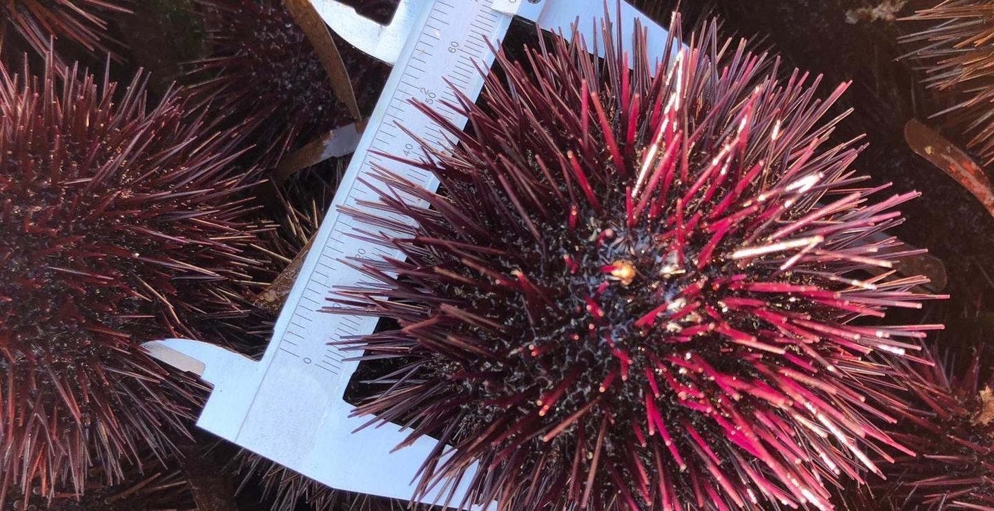 I ricci in via d’estinzione, il ristoratore di Alghero: non li servo 