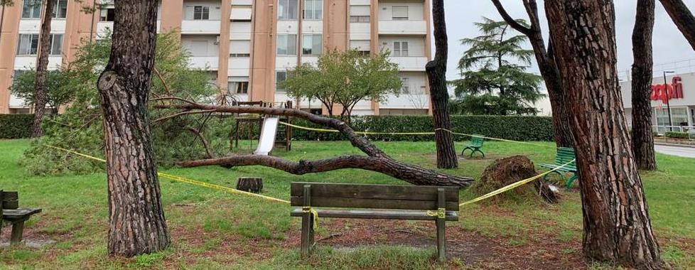 Grosso pino si abbatte accanto allo scivolo