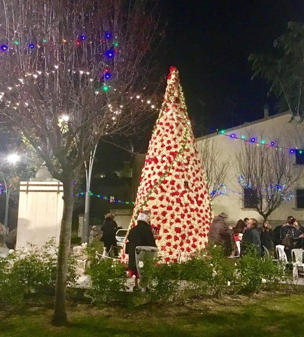“Le donne dell’albero” al lavoro: «Una sorpresa per l’ambiente» 