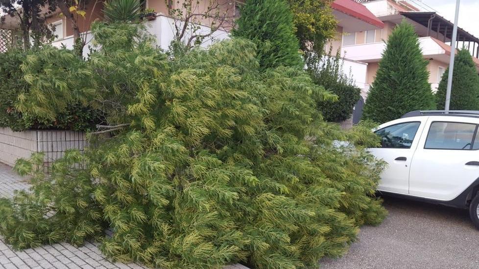 Giù una decina d’alberi per il forte vento e alle Gorette le onde mangiano la spiaggia