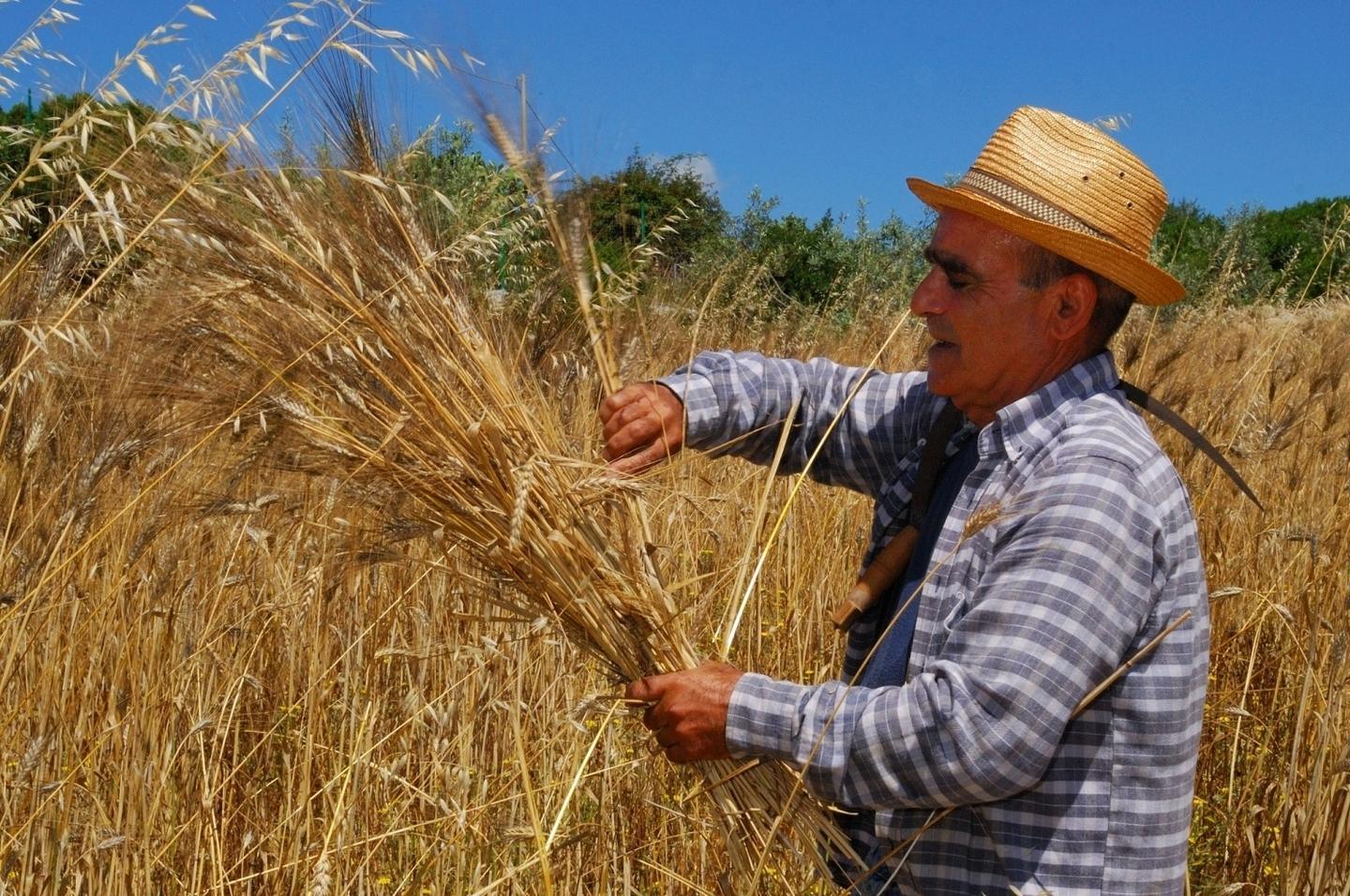 I grani antichi ritornano nei panifici dell’isola 