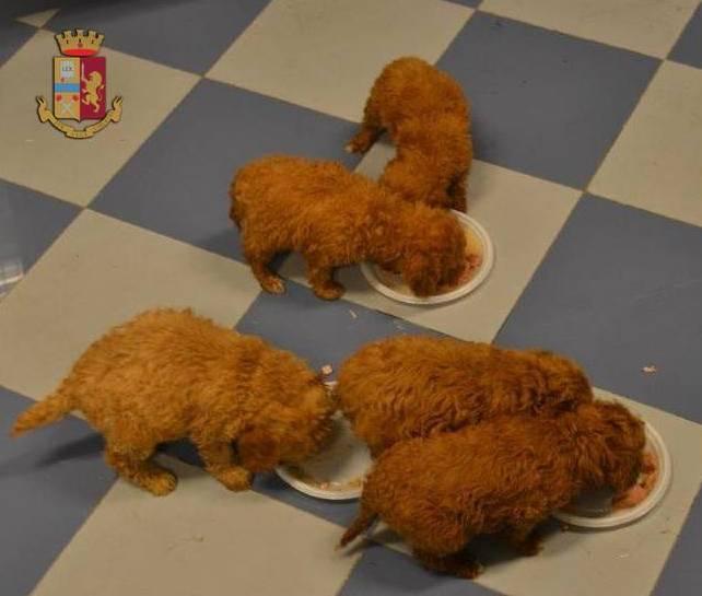 Bagnati e senza cibo, cagnolini salvati dalla polizia stradale