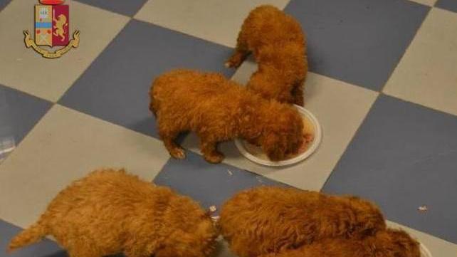 Bagnati e senza cibo, cagnolini salvati dalla polizia stradale