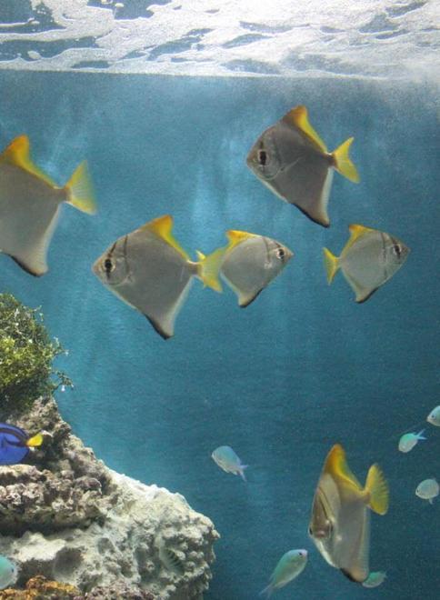 Perle del Mediterraneo e scenari tropicali rinnovano l’acquario 