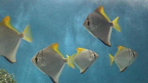 Perle del Mediterraneo e scenari tropicali rinnovano l’acquario