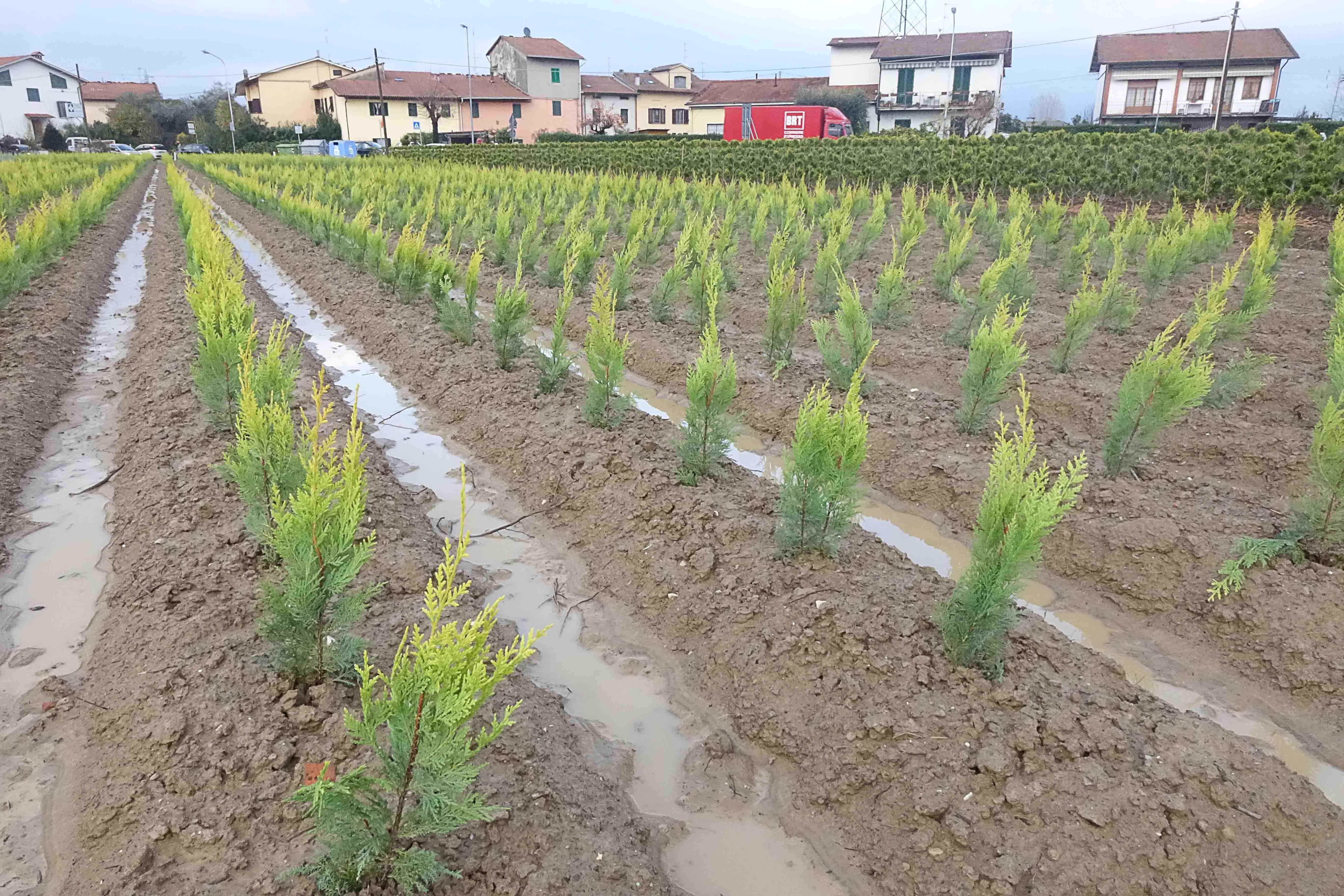 Guerra al glifosate, firmata l'intesa tra Regione e Distretto Vivaistico 