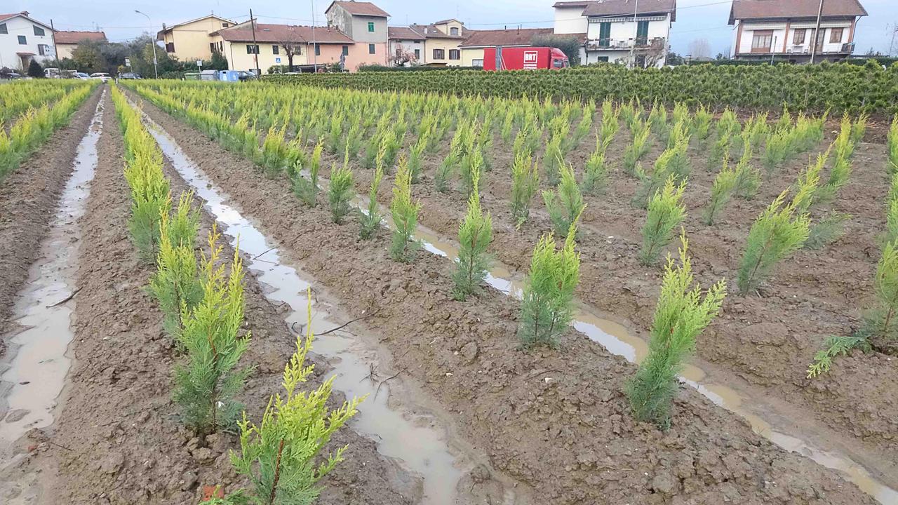 Guerra al glifosate, firmata l'intesa tra Regione e Distretto Vivaistico