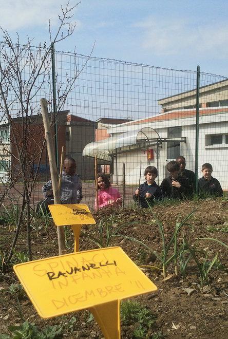 Grano e ravanelli nell’orto della scuola 