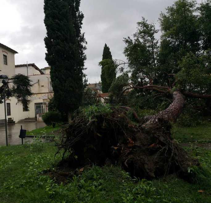 Cadono tre alberi accanto agli ambulatori 
