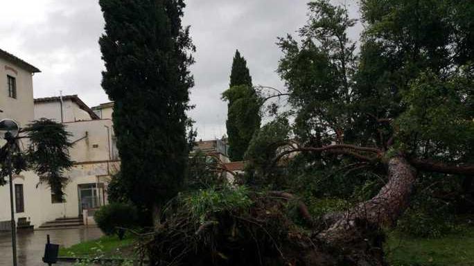 Cadono tre alberi accanto agli ambulatori
