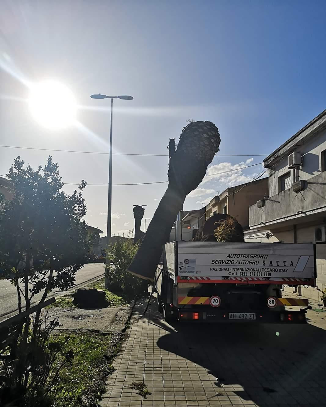 Il punteruolo rosso non perdona abbattute le palme del centro