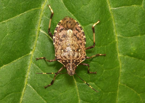 Cia scrive a Solinas: "La cimice asiatica sta mettendo in ginocchio gli agricoltori"