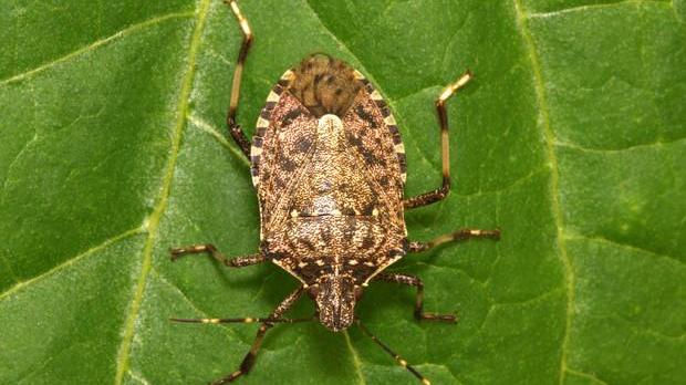 Cia scrive a Solinas: "La cimice asiatica sta mettendo in ginocchio gli agricoltori"