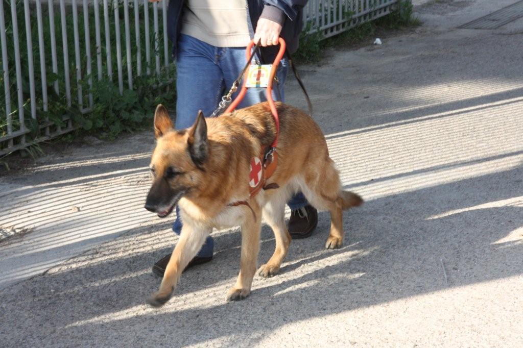 Una persona non vedente col suo cane guida