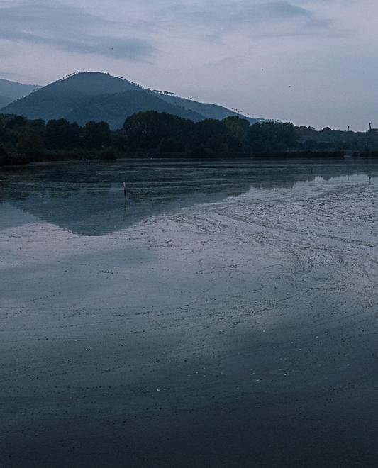 Aironi, cormorani, verzellini Tremila “ospiti” alla Gherardesca 