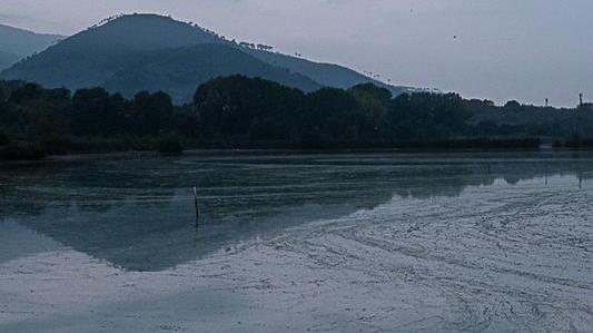 Aironi, cormorani, verzellini Tremila “ospiti” alla Gherardesca