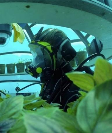Il superbasilico dell’Unipi cresce in fondo al mare