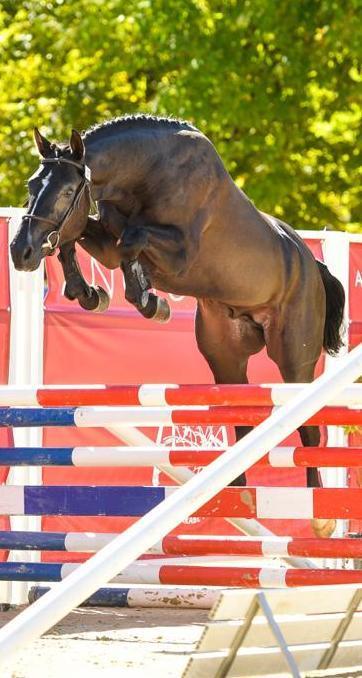 C’è tanta Sardegna da oggi in vetrina a Fieracavalli 2019 