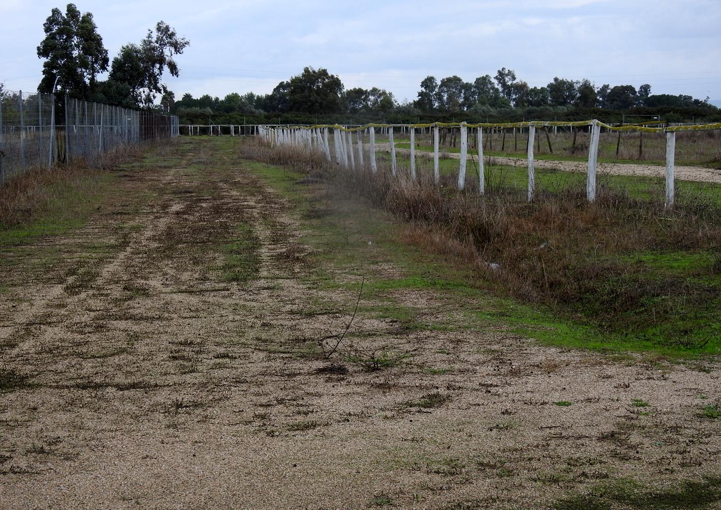Ultimatum per la Sartiglia I tre diktat dei cavalieri 