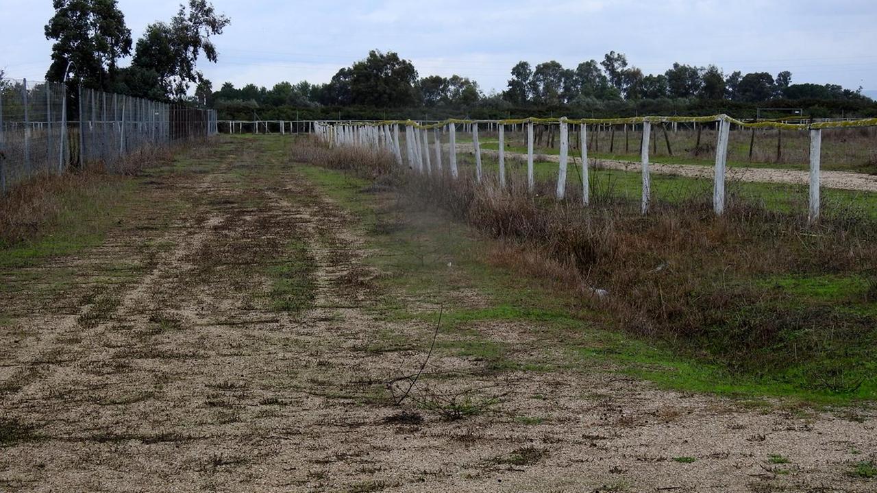 Ultimatum per la Sartiglia I tre diktat dei cavalieri