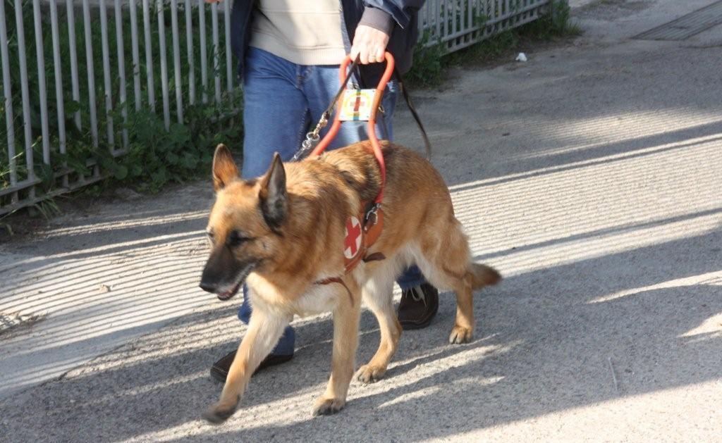 Niente cane guida nel ristorante 