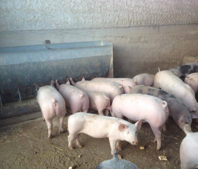 Baunei, nuovo caso di peste suina 