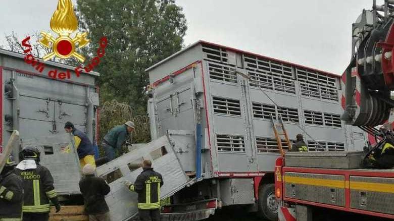Tir nel fosso, recuperati 70 maiali