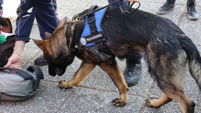 Chilo di marijuana scoperto dal fiuto del cane Victor