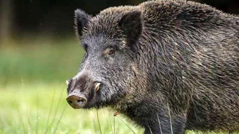 Il cinghiale in mille modi per fare festa domani, sabato 9, e domenica
