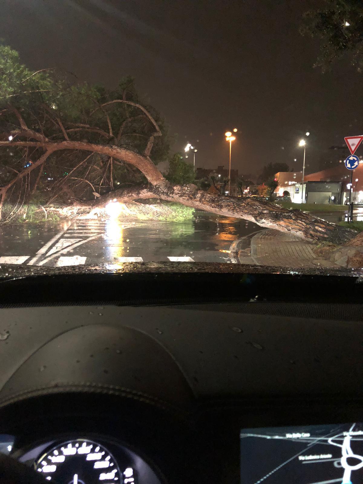 Pino si abbatte lungo la via Aurelia davanti alla Coop