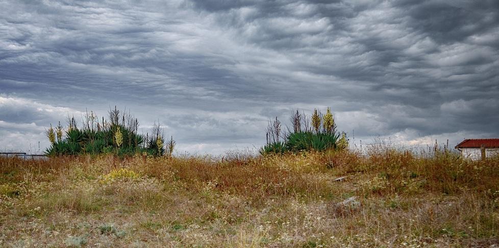 Ecco le dune di Vittoria Apuana, il cuore selvaggio della Versilia