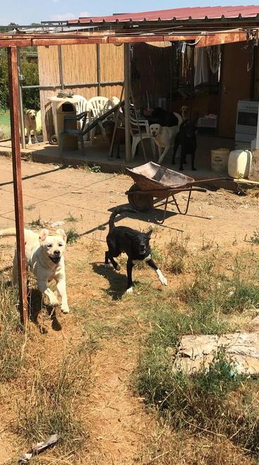 Sequestrato il canile abusivo di Ribolla 