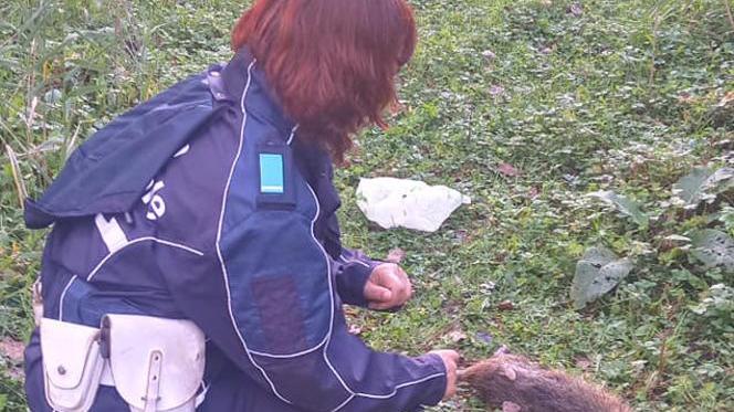 Nutria uccisa con freccia