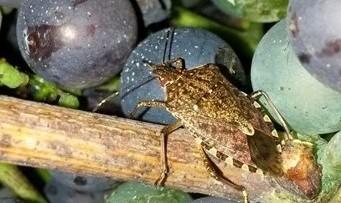 Allarme cimice asiatica in Sardegna, agricoltura in ginocchio 