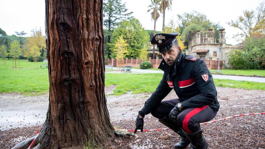 Pineta “liberata” dalla bomba