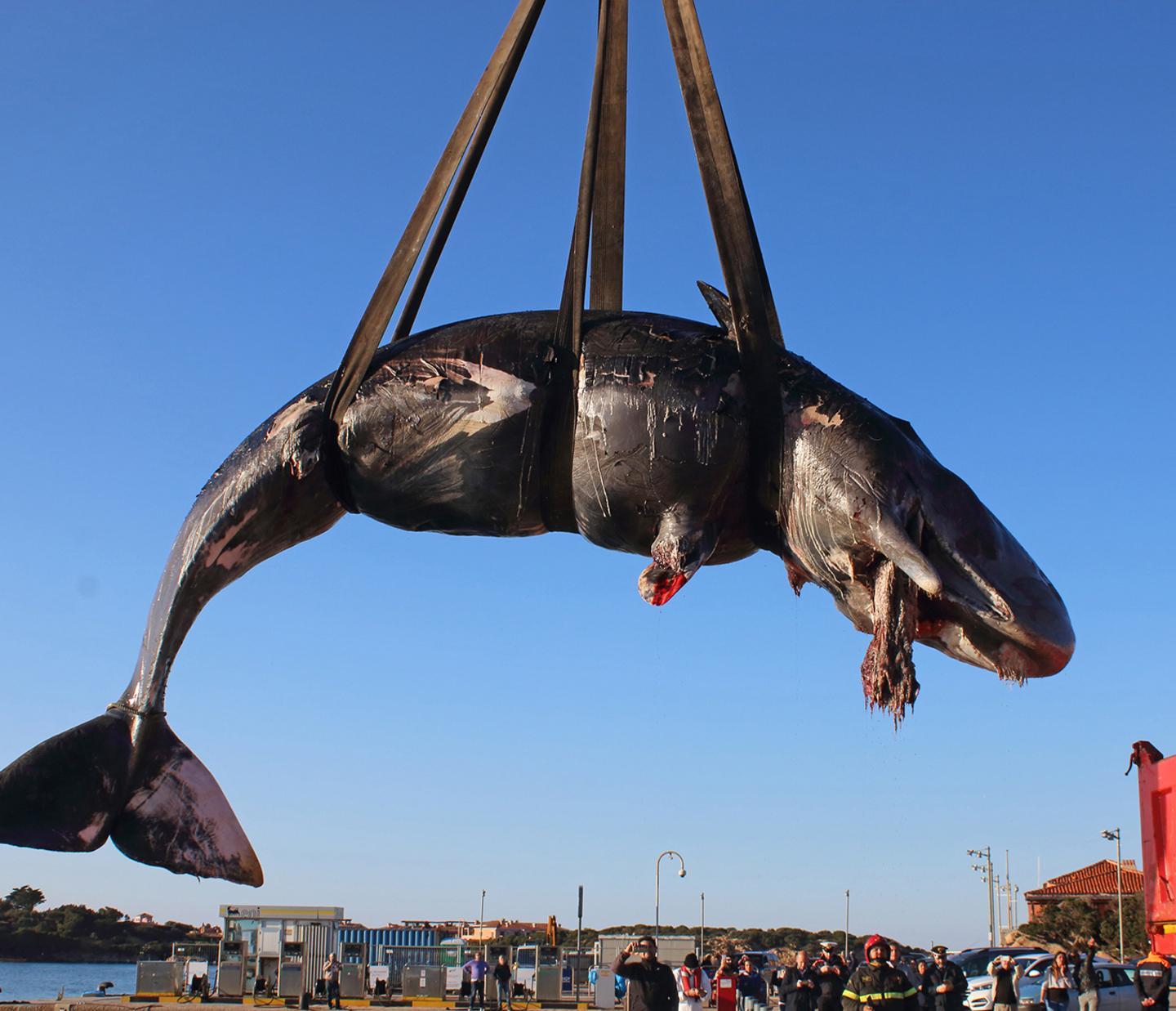 Il capodoglio spiaggiato con 22 chili di plastica nello stomaco