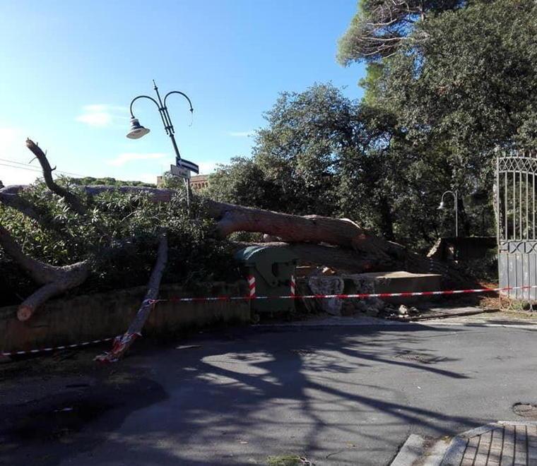 Troppi pini crollano sulle strade, il Comune deve correre ai ripari 
