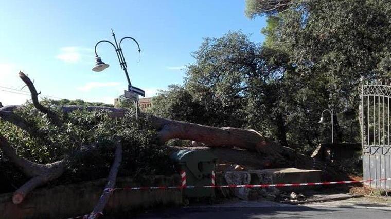 Troppi pini crollano sulle strade, il Comune deve correre ai ripari
