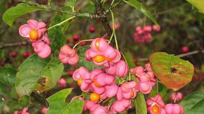 Arnovecchio si colora d’autunno: una visita dedicata al foliage con una guida ambientale