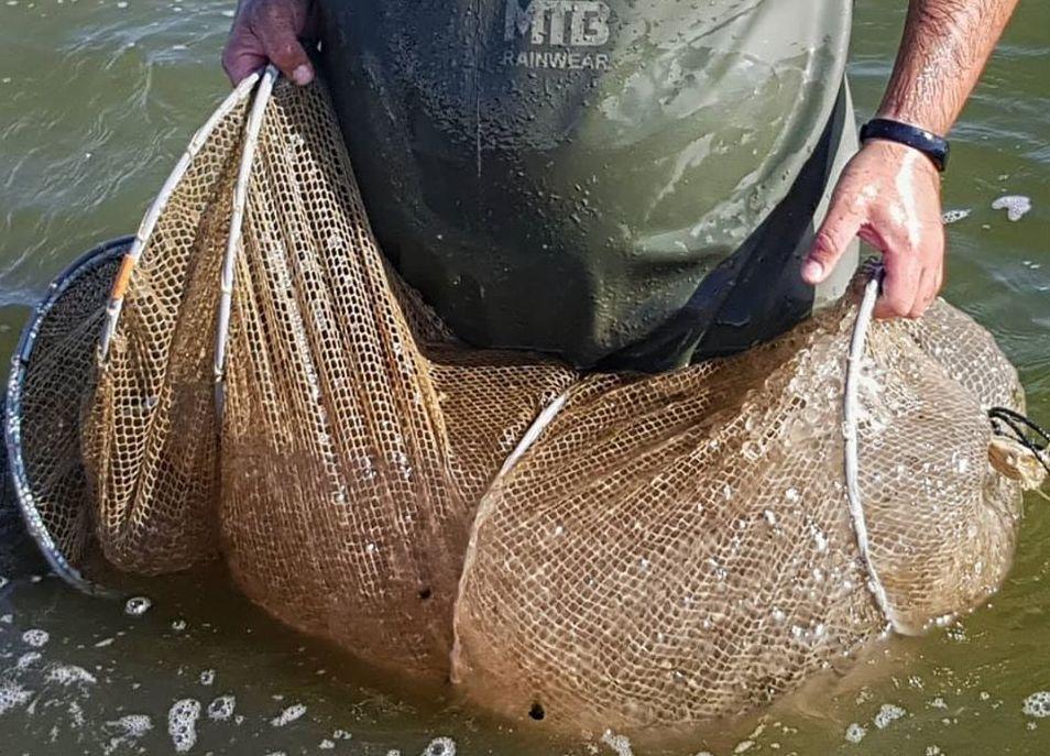 La laguna invasa da una alga pericolosa 
