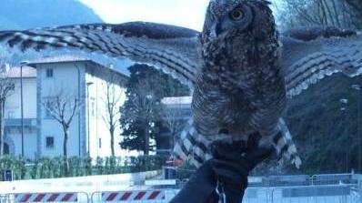 Gufi e falchi grandi protagonisti alla mostra agrozootecnica