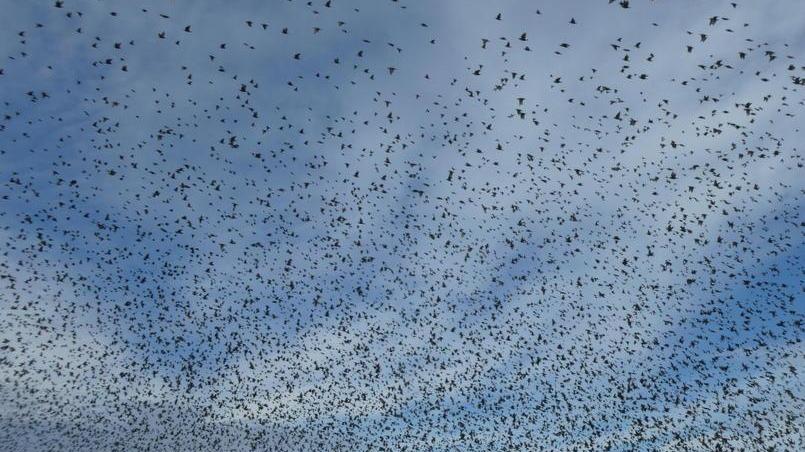 Migliaia di storni in volo sulla strada