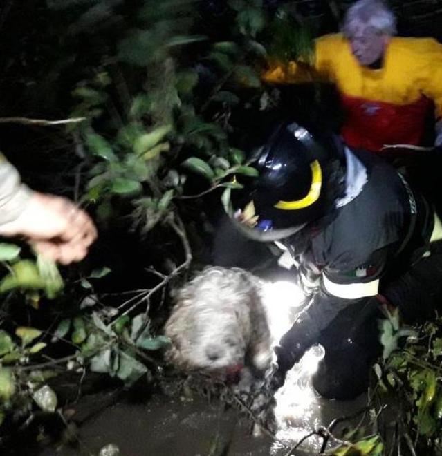 Cani salvati nei rovi dai pompieri a Bientina