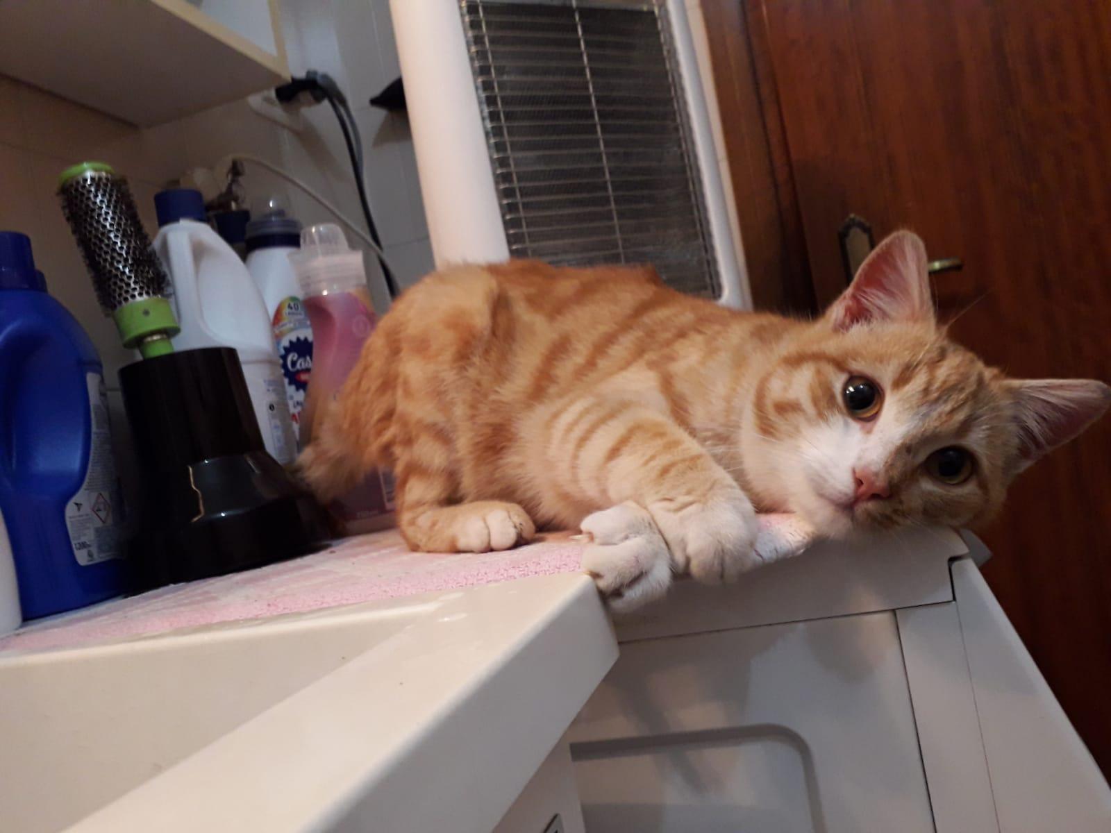 Cane sbrana un gatto, scatta la denuncia per il proprietario 