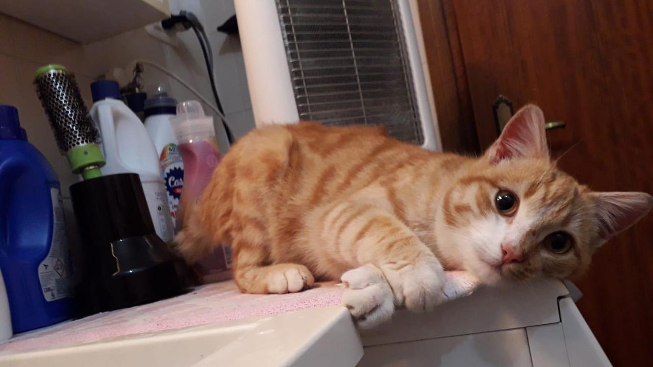 Cane sbrana un gatto, scatta la denuncia per il proprietario