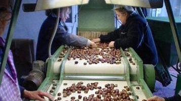 Castagne, è una stagione d’oro: la produzione cresce del 30%