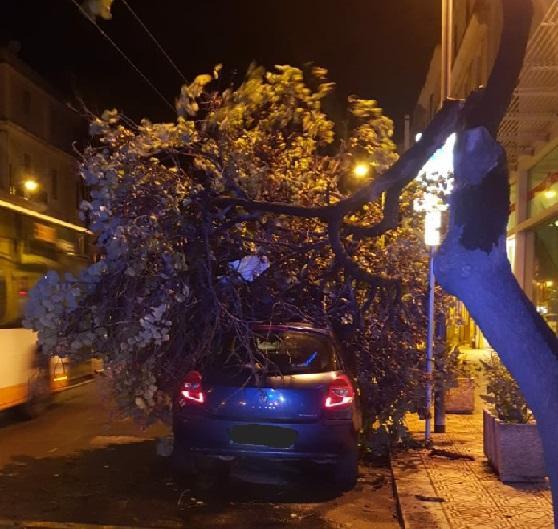 L'albero caduto in via Dante (foto Mario Rosas)